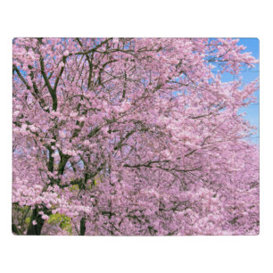 Cherry Blossoms in Bloom Jigsaw Puzzle