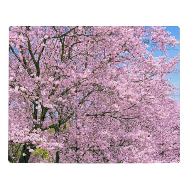 Cherry Blossoms in Bloom Jigsaw Puzzle (Puzzle Horizontal)