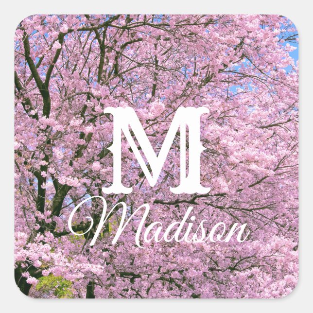Cherry Blossoms in Bloom Square Sticker (Front)