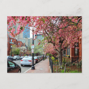Cherry Blossoms in Boston Massachusetts Postcard