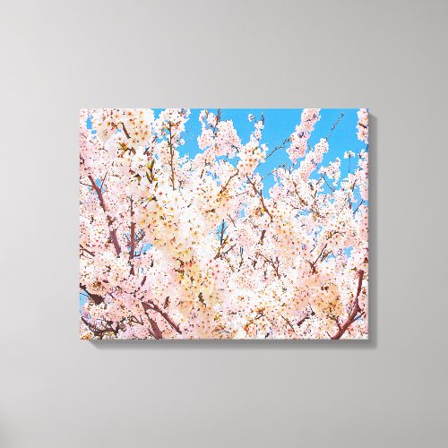 Cherry Blossoms in Full Bloom Canvas Print