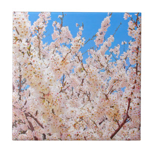 Cherry Blossoms in Full Bloom Ceramic Tile