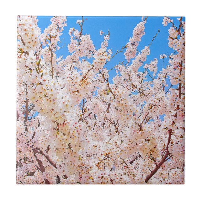 Cherry Blossoms in Full Bloom Ceramic Tile (Front)