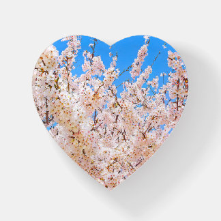 Cherry Blossoms in Full Bloom Paperweight