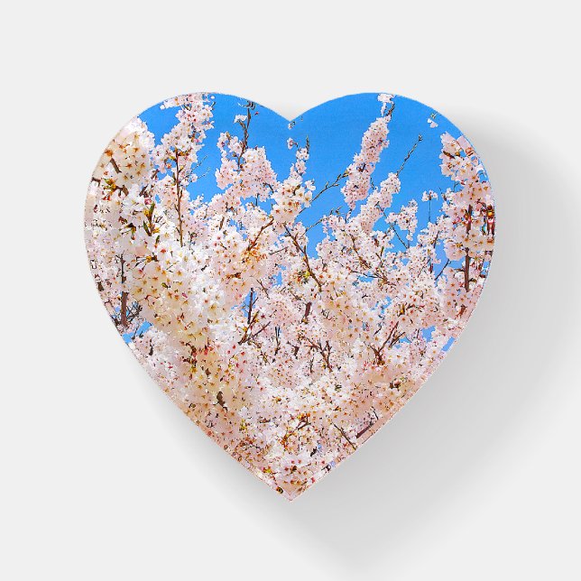 Cherry Blossoms in Full Bloom Paperweight (Front)