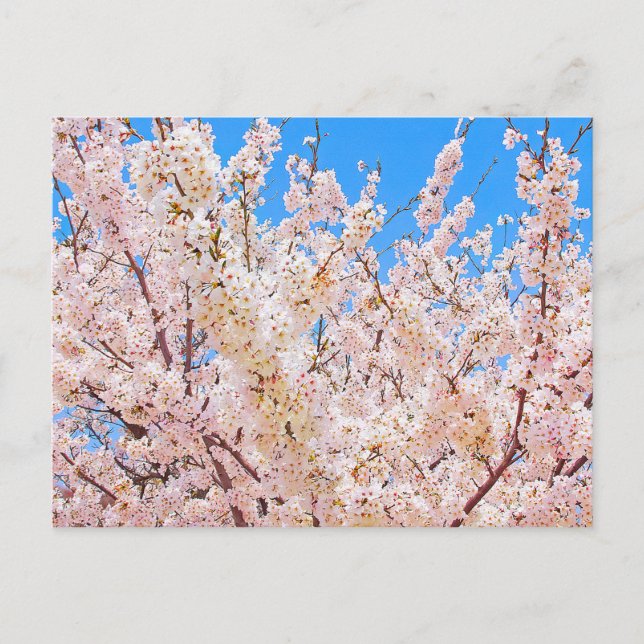 Cherry Blossoms in Full Bloom Postcard (Front)