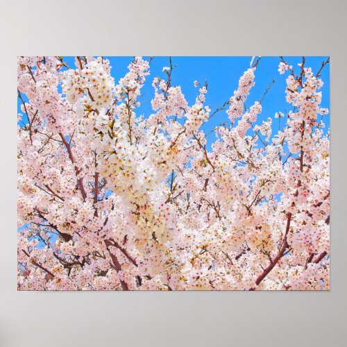 Cherry Blossoms in Full Bloom Poster