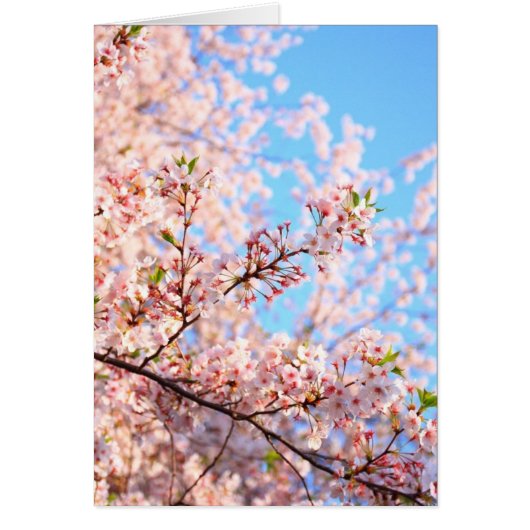 Cherry Blossoms in Japan Card (Front)