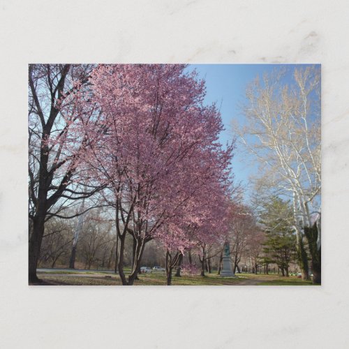 Cherry Blossoms in Philadelphia  Postcard