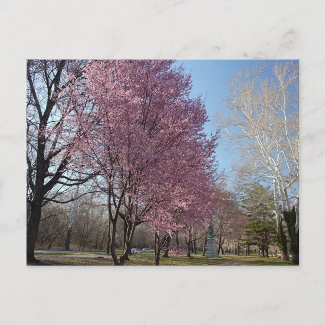 Cherry Blossoms in Philadelphia  Postcard (Front)