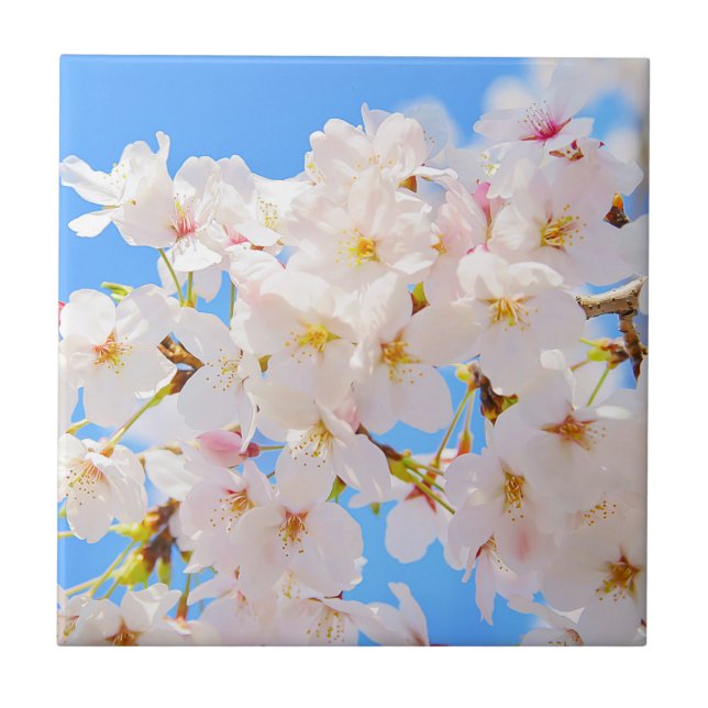 Cherry Blossoms in Spring Ceramic Tile (Front)