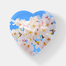 Cherry Blossoms in Spring