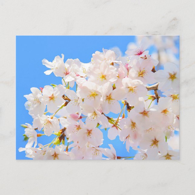 Cherry Blossoms in Spring Postcard (Front)