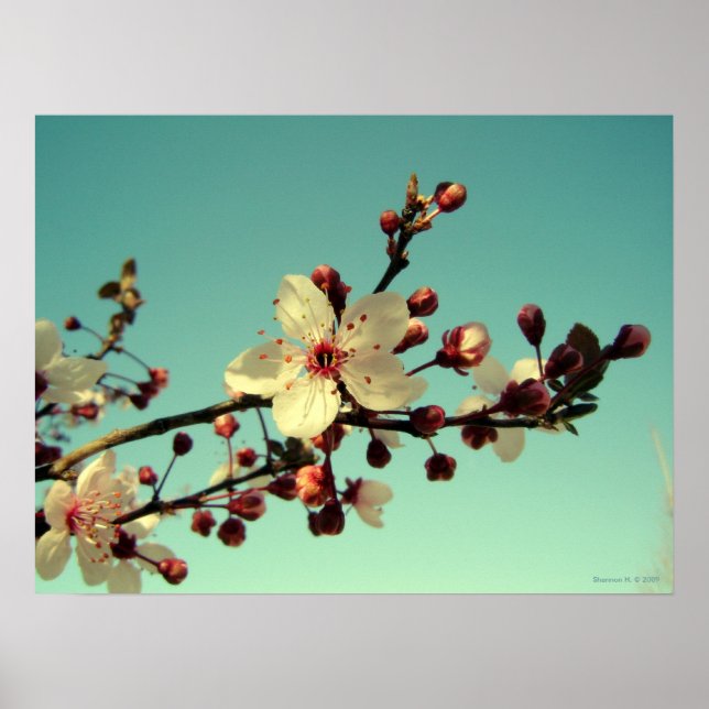 Cherry Blossoms in the Sky Poster (Front)