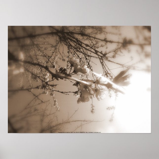 cherry blossoms in the sun, sepia poster (Front)