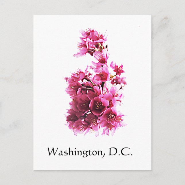 Cherry blossoms in Washington, D.C. Postcard (Front)