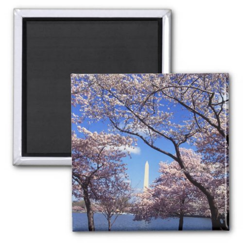 Cherry Blossoms in Washington DC fridge magnet