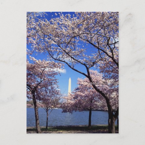 Cherry Blossoms in Washington DC postcard