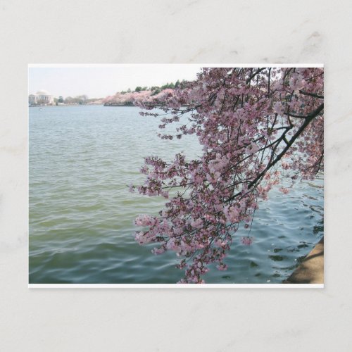 Cherry Blossoms in Washington DC Postcard