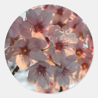 Cherry Blossoms: Japan Classic Round Sticker
