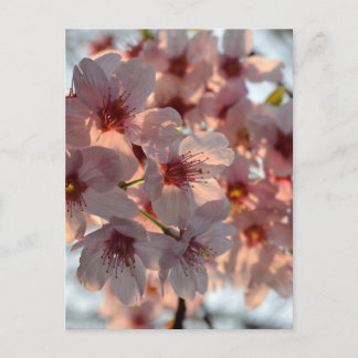 Cherry Blossoms: Japan  Postcard