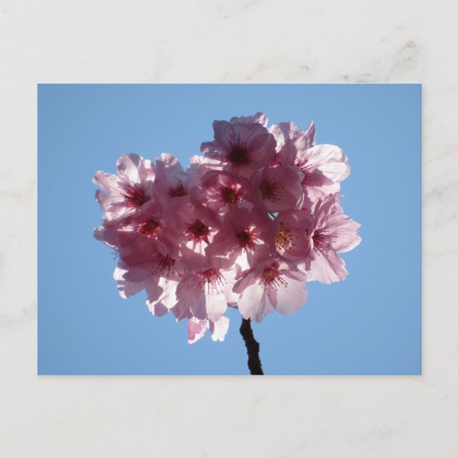 Cherry Blossoms: Japan Postcard (Front)