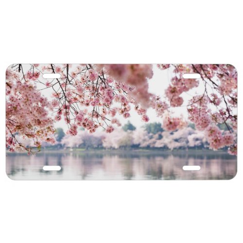 Cherry Blossoms License Plate