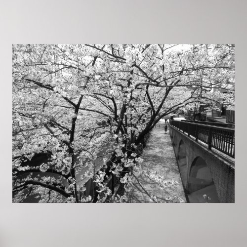 Cherry Blossoms Meguro River Tokyo blackwhite Poster