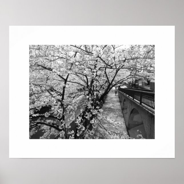 Cherry Blossoms: Meguro River, Tokyo (black/white) Poster (Front)