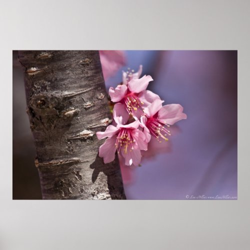 Cherry Blossoms Nestled Against Branch Poster