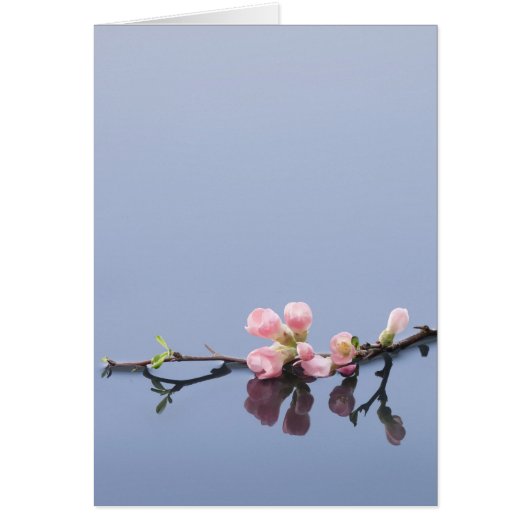 Cherry blossoms on water cards (Front)