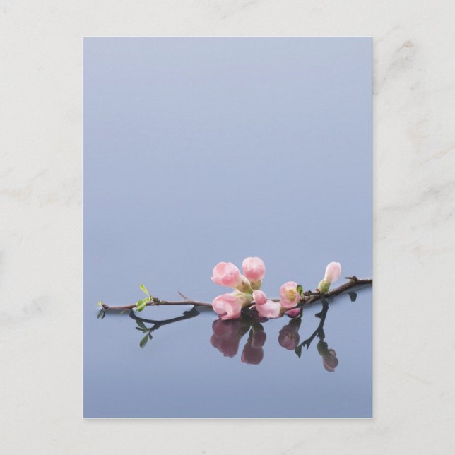 Cherry blossoms on water postcard (Front)