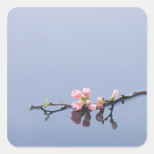 Cherry blossoms on water square sticker