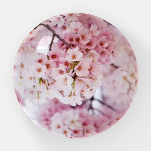 Cherry Blossoms Paperweight