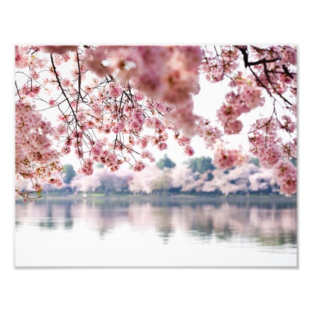 Cherry Blossoms Photo Print (Front)