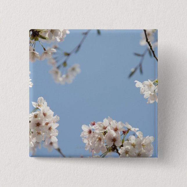 Cherry blossoms pinback button (Front)