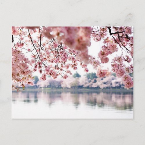 Cherry Blossoms Postcard