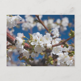 Cherry Blossoms Postcard