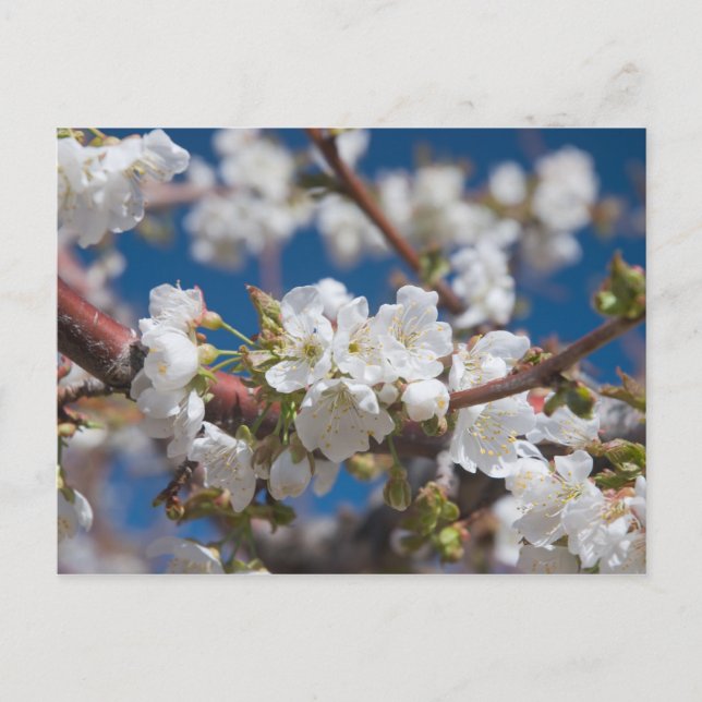 Cherry Blossoms Postcard (Front)