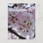 Cherry Blossoms Postcard