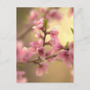 Cherry Blossoms Postcard