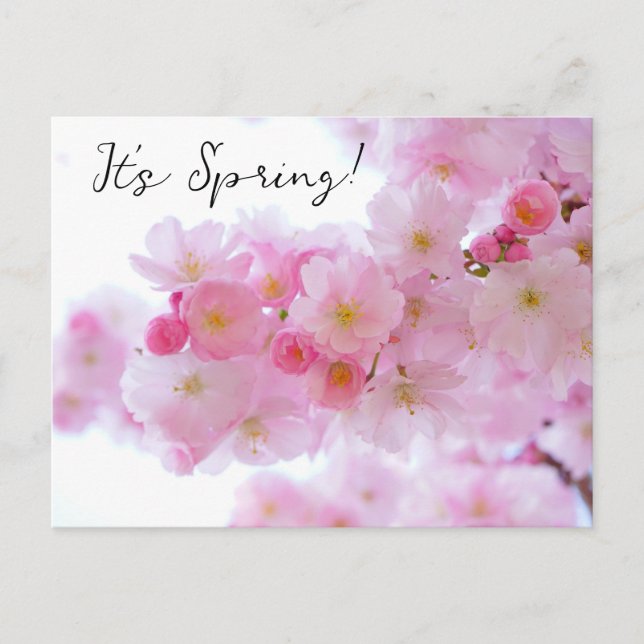 Cherry Blossoms Postcard (Front)