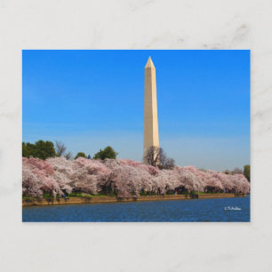 Cherry Blossoms Postcard