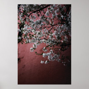 Cherry Blossoms Poster