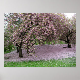 Cherry Blossoms Poster