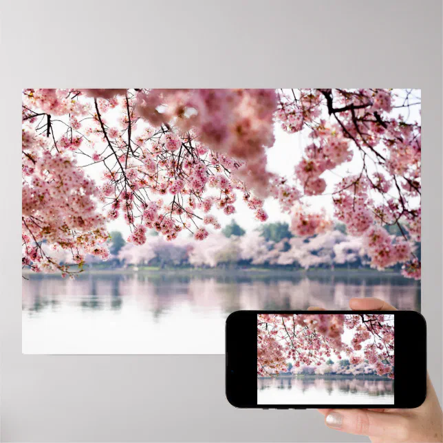 Cherry Blossoms Poster | Zazzle