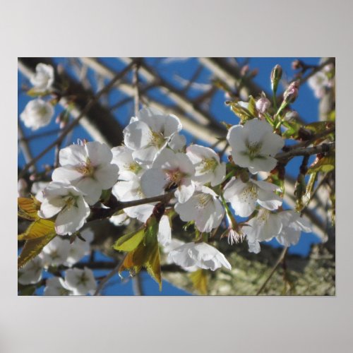 Cherry Blossoms Poster Print