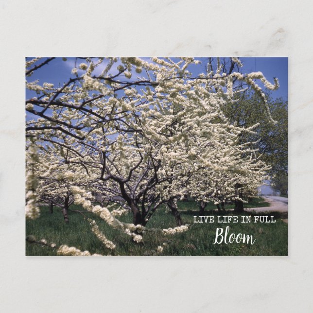 Cherry Blossoms Retro Farm Orchard Blooms Postcard (Front)