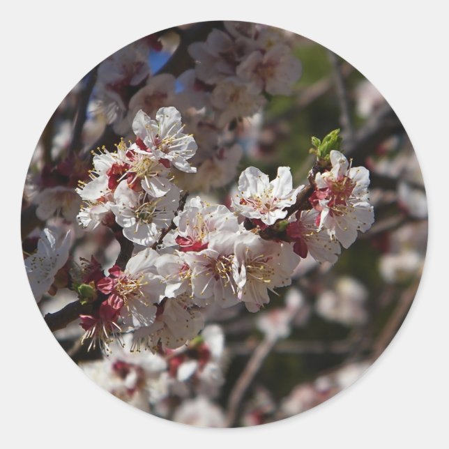 cherry blossoms sticker (Front)