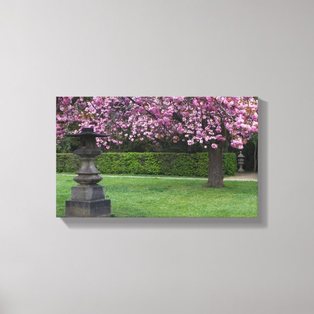 Cherry Blossoms Stretched Canvas Print (Front)